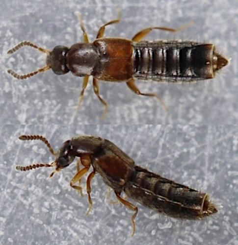 Phloeopora testacea
